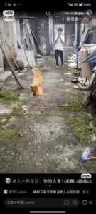 Visitor uploaded image