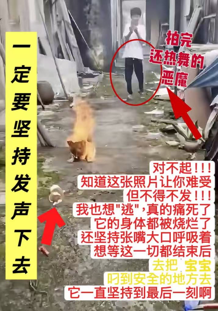 图片（最多 10 张，每张 3 MB）
