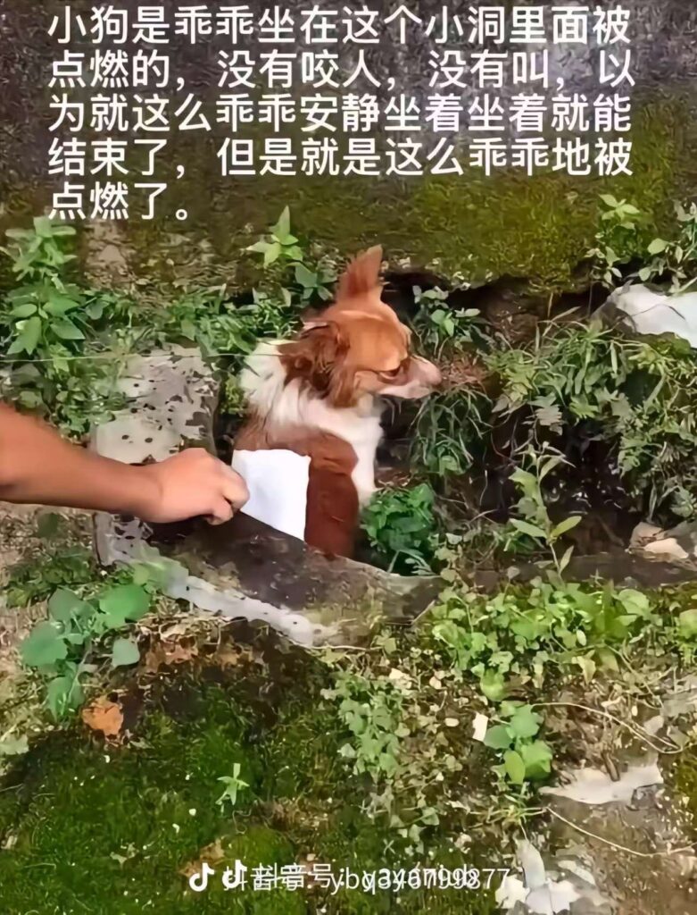 图片（最多 10 张，每张 3 MB）