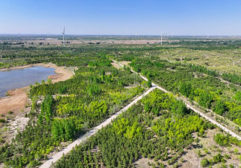 Aerial view of afforestation seedlings in Horqin sandy land, Tongliao, Inner Mongolia, May 15, 2024.