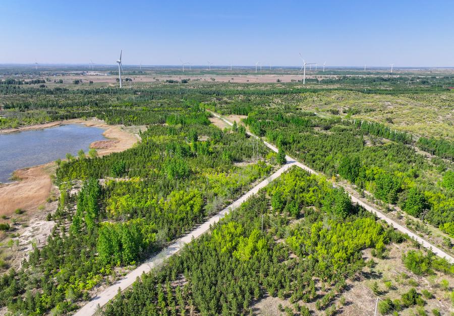 Aerial view of afforestation seedlings in Horqin sandy land, Tongliao, Inner Mongolia, May 15, 2024.