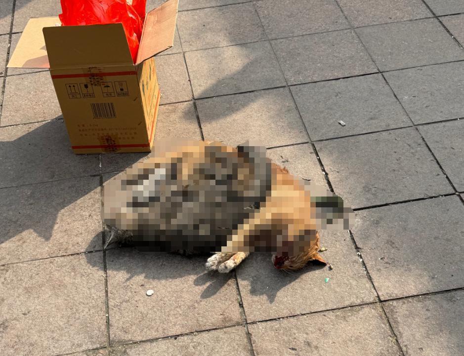 Zweites Tatortbild aus dem von Phoenix News wiedergegebenen oeffentlichen Bericht von Jimu News, von einer befragten Person bereitgestellt. Zur Dokumentation oeffentlich berichteter Hinweise auf in der Wohnanlage gefundene Katzenkadaver.