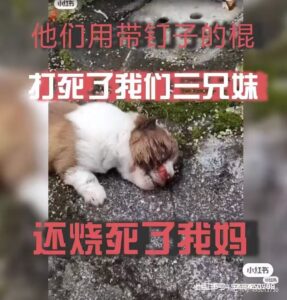 Visitor uploaded image