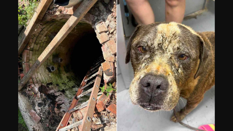 Brisket dog well rescue public source image screenshot.